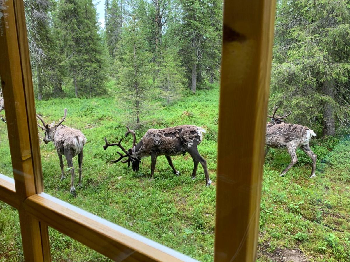 Logwood Chalet Luosto Eksteriør bilde