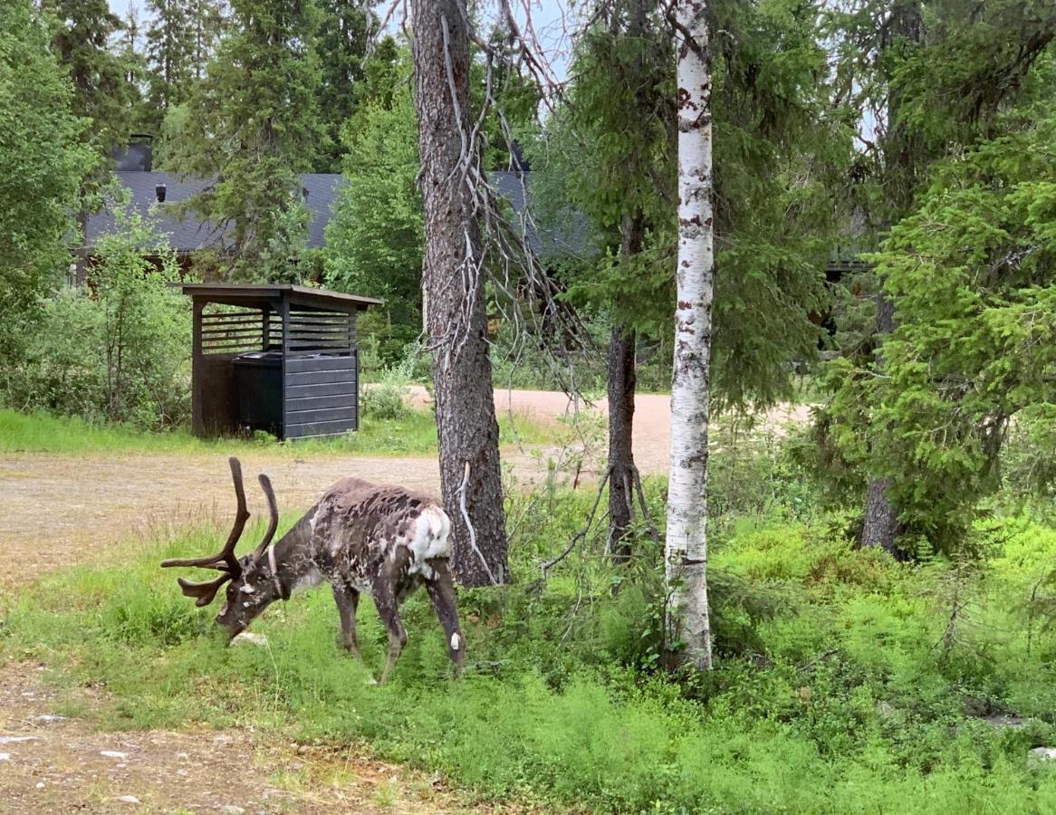 Logwood Chalet Luosto Eksteriør bilde